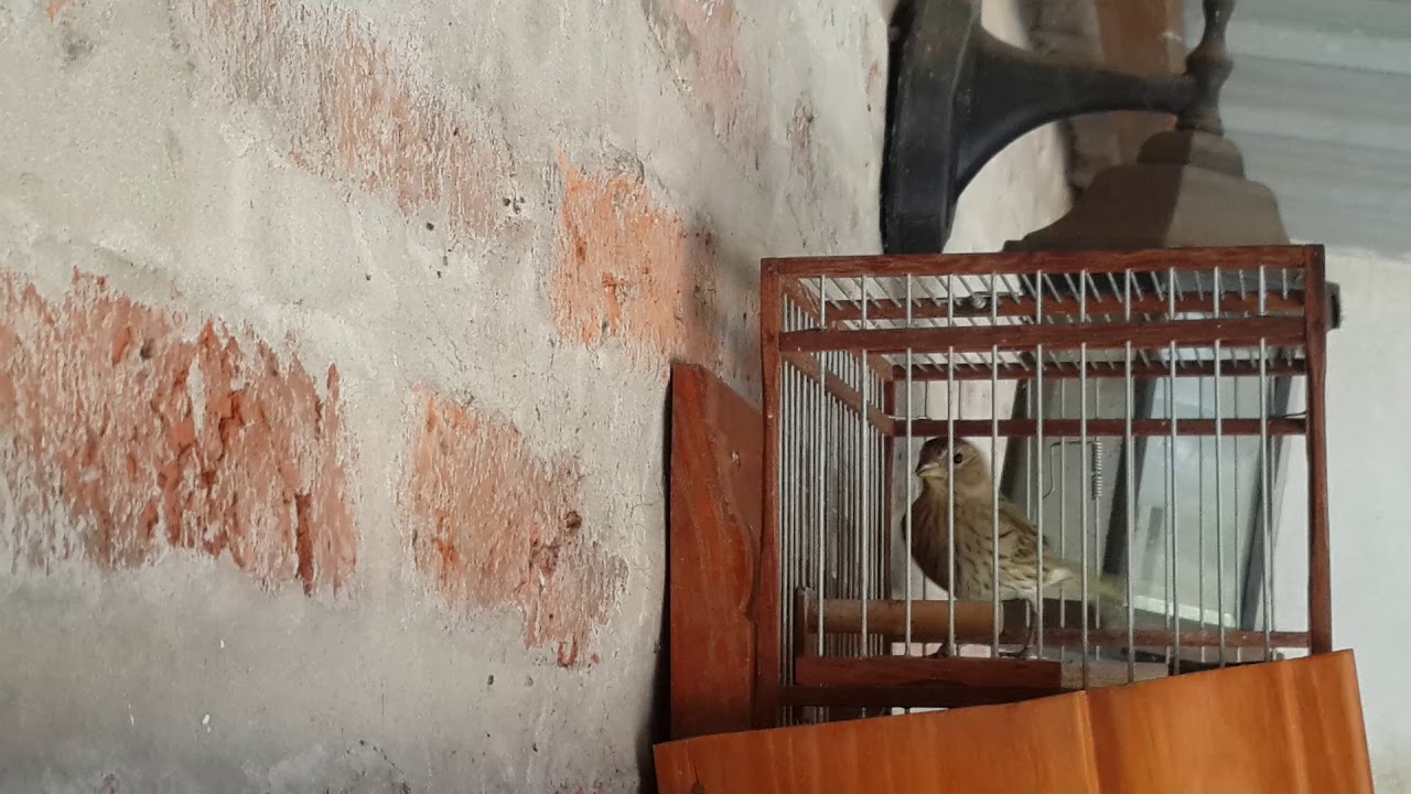 Blanco chicharreando un poco