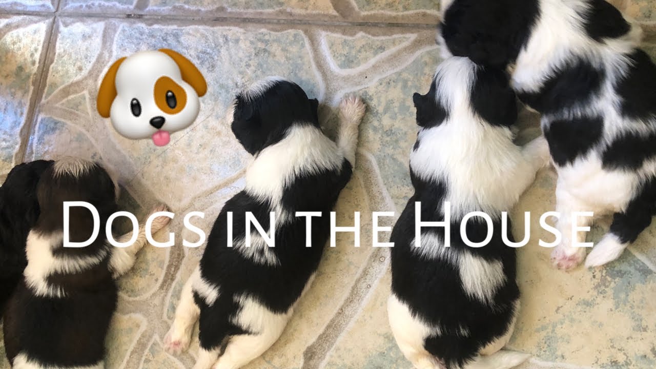 Cute Puppies| Dogs in the House| Shih Tzu - YouTube