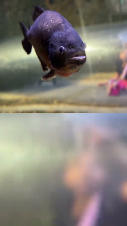 Kids Discover Underwater World With Pink Laptop: Viral Fish Fun!