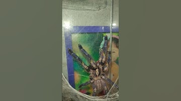 P.Metallica pls. subscribe to my channel #youtube #youtubeshorts #reptiles #life #tarantula