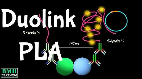 DuoLink PLA | Proximity Ligation Assays | Protein Detection Using PLA Assay |