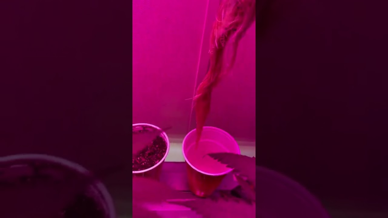 SOLO CUP CHALLENGE (NORTHERN LIGHT AUTO) HYDROPONICS IN A CUP MARIJUANA CANABIS