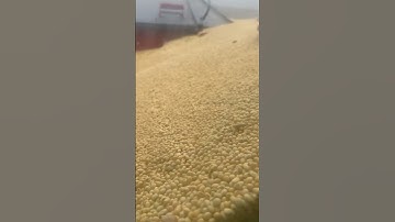 Fast unloading of soybeans with a Case 7250 combine