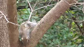 Beautiful Bobtail Squirrel Friend