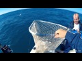 pesca con sardinas