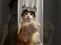 【CAT】たけのこ族のたけのこ踊り *この動画可愛いから沢山使いたい #shorts #ちいかわ #cat #cute #ねこ #cats #猫 #かわいい