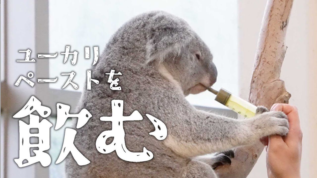 ユーカリペーストを飲む｜スター【コアラ】