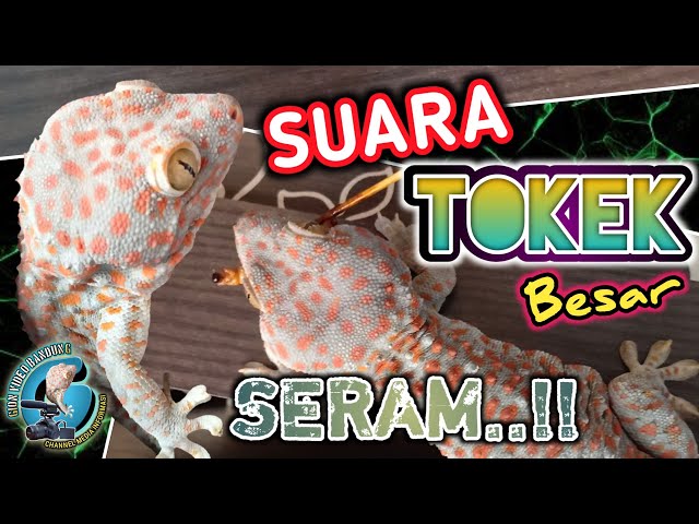 SUARA TOKEK BESAR SERAM Pengantar Tidur | The sound of a big spooky Gecko in bed class=