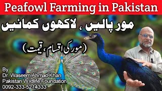 Peacock Farming in Pakistan | Biggest Peacock Farm in Pakistan | Farming Business in Pakistan