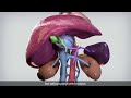 Segments 167 ex vivo liver resection with venoveno bypass for caval sarcoma  tvasurg