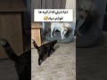 همش میگین چرا گربه داری سابسکرایب کنید شوخی خنده Pets Shortvideo طنز Fannyvideo حیوانات خانگی کلیپ همش میگین چرا گربه داری سابسکرایب کنید شوخی خنده Pets Shortvideo طنز Fannyvideo حیوانات خانگی کلیپ