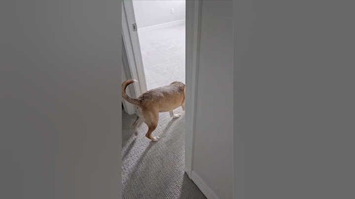 Giving Our Dog a Tour of Her New Home || ViralHog