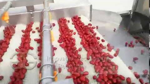 Automatic Date Washing Equipment|Strawberry Washing Drying Machine