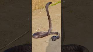 Black Cobra Snake #Shortsfeed #Kingcobra