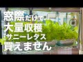 【窓際のサラダバー】サニーレタスを室内窓際だけで水耕栽培して1kg以上収穫しました。秋冬に絶対にやって欲しい家庭菜園|初心者にも簡単おすすめ