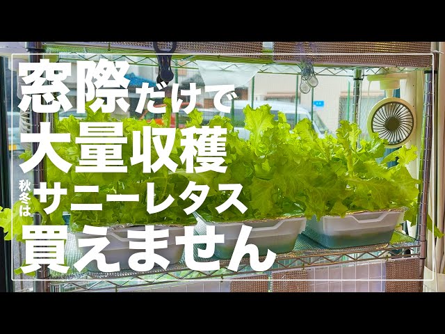 Windowside Salad Bar] I Hydroponically Grew Over 1kg of Red Leaf 