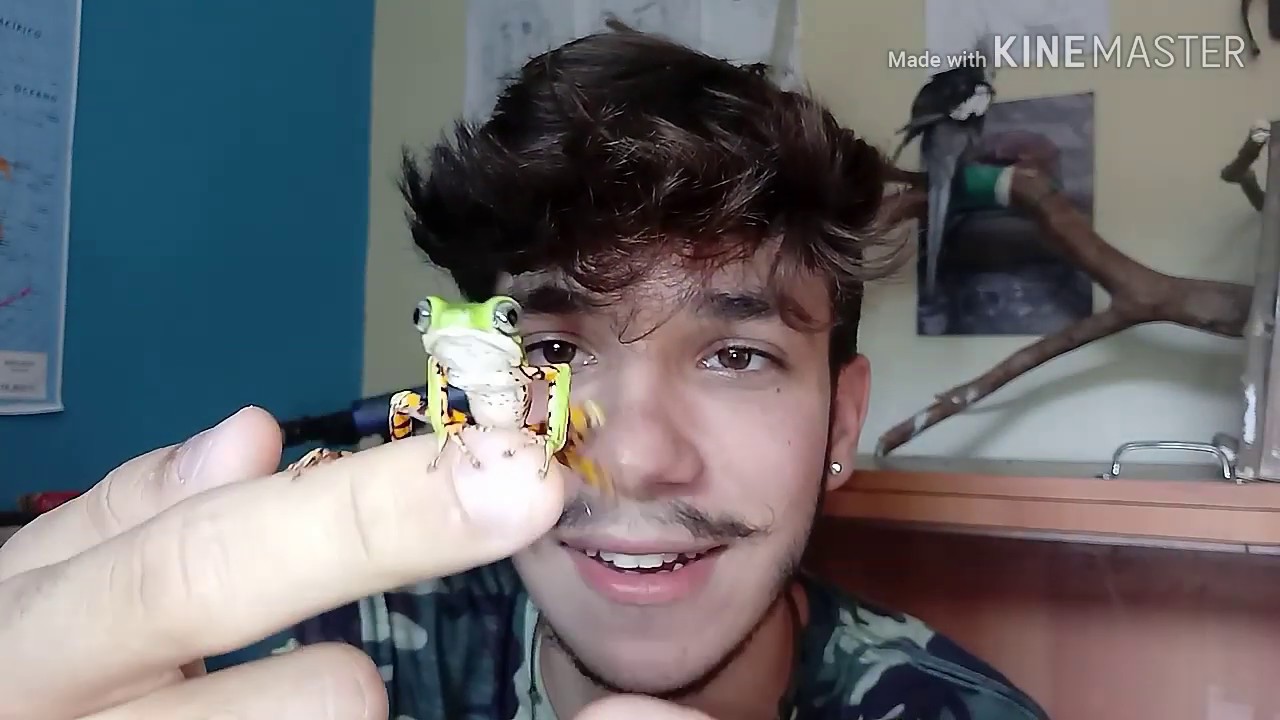 phyllomedusa nordestina SERÁ QUE É VENENOSA ? VIDA ANIMAL