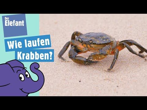 Video: Wie viele Beine hat ein Krabbe?