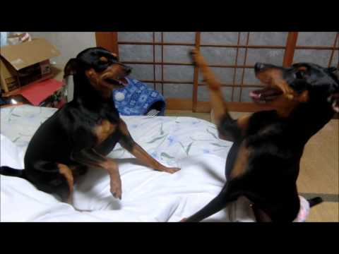 ミニピン レオたん サリーちゃんが泊まりにキター!