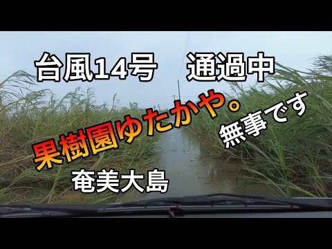 【台風14号通過】台風通過中ですが、シロ丸とコッコが心配なので見に行きます