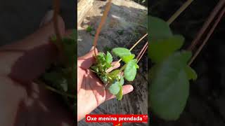 Veja Como Estão As Mudas De Morango Que Comprei Pela Internet