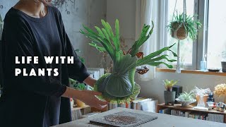 【暮らしvlog】植物と暮らす | ビカクシダのコルク板付を今年もやりました | 植物DIY