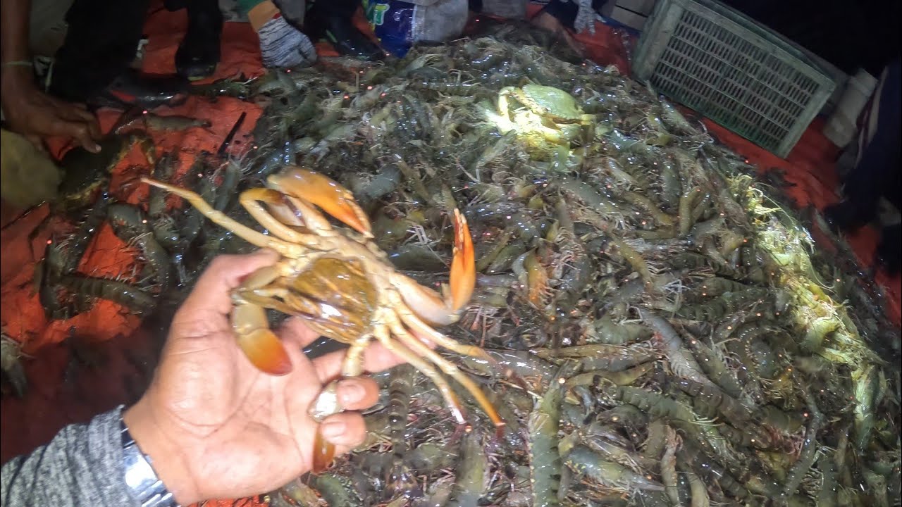 Сбор тигровых креветок и поиск моллюсков в традиционных прудах @anakrantaupoleduri6656