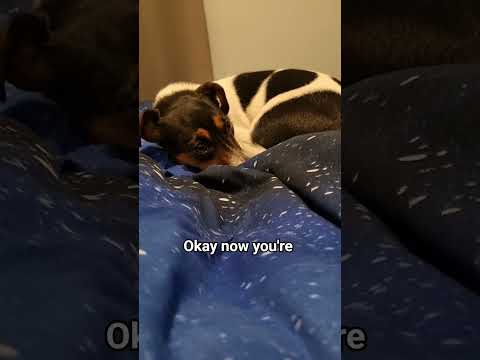 do you love me ❤️? #dog #puppy #pets #petlover #jackrussell #jrt #shorts