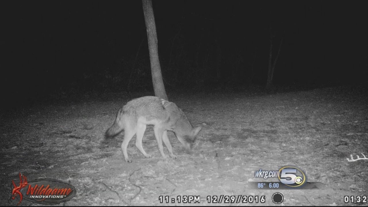 Coyotes Eating Pets in the Springhill Community