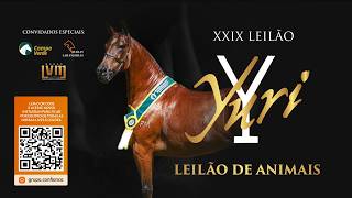 Leilão de Animais - XXIX Leilão Haras Yuri