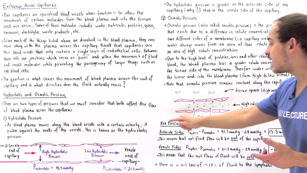 Exchange Across Capillaries