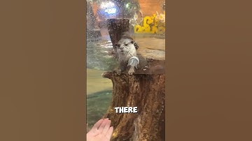 This Otter Had Fun With His Girl Friend ❤️ #shorts
