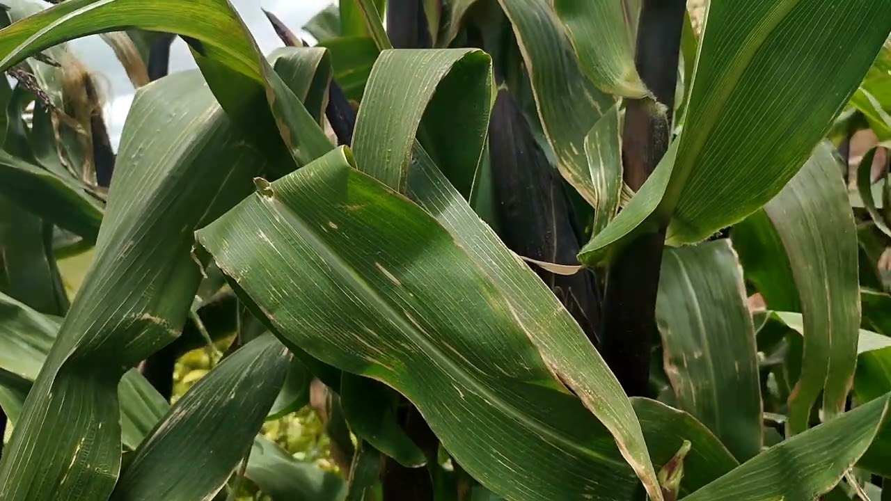 Mazorcas Más Grandes | Como fertilizar al inicio de engrose | Estrategias de Fertilización