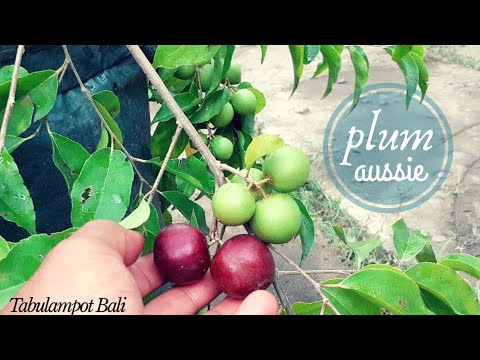 Video: Tips Menipiskan Pohon Plum: Bagaimana Dan Kapan Menipiskan Pohon Plum