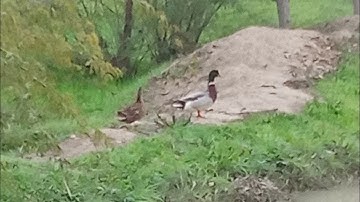 Ducks hunter video 2024 .  Ducks New video . Ducks water ducks king. duck 🦆🦆🦆. birds king kpk.