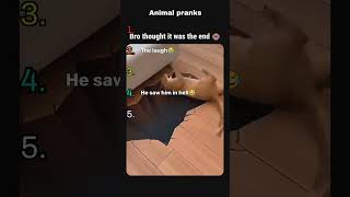 Wait for number 1… Animal Prank Videos ranked #animals #shorts