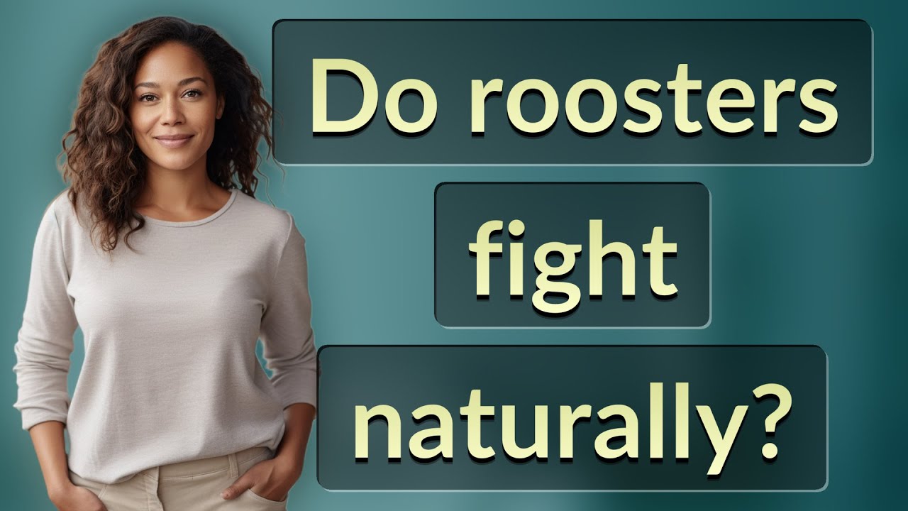 Do Roosters Fight Naturally YouTube Do roosters fight naturally youtube