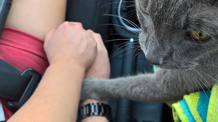 A beloved cat gently touched the owner's hand. It was a farewell greeting and a sign of gratitude.