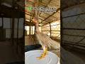 Have you ever seen such a cute chicken like this? #amazinganimals #babyanimals #chicken #farming