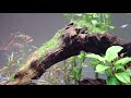アクアリウム初心者の水景