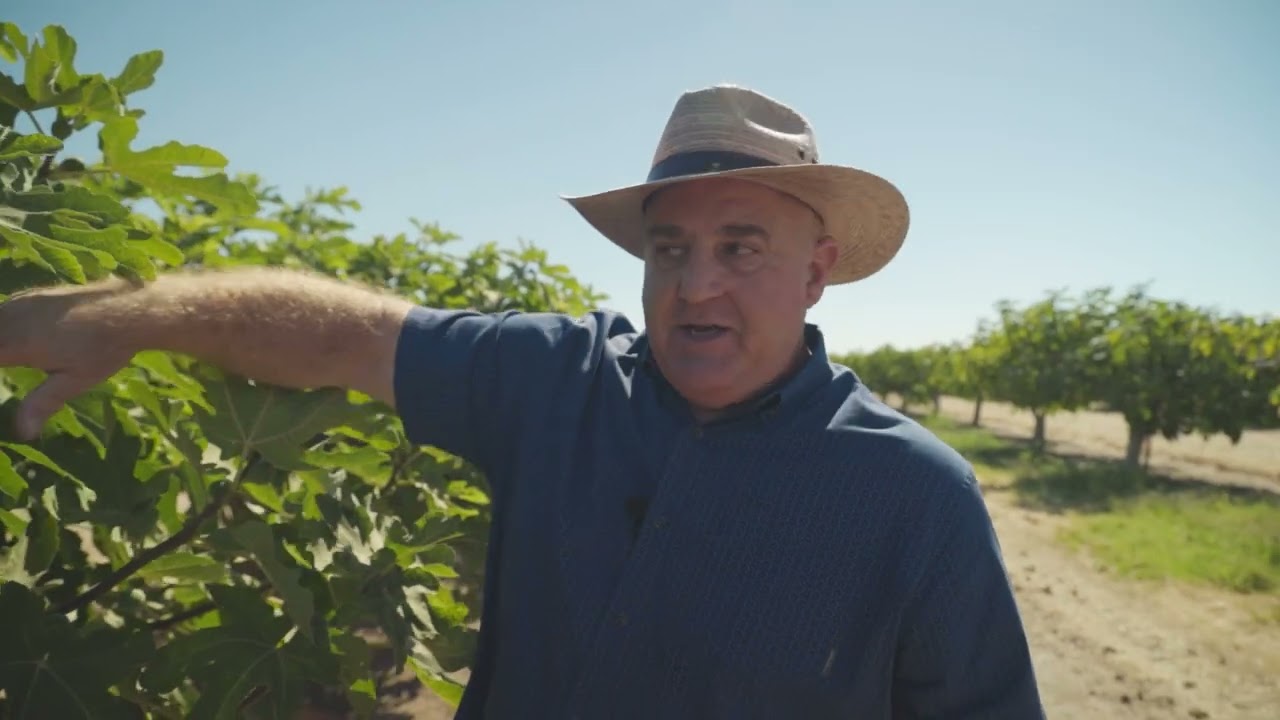 GROWN by | Pipco Fruit Company: Black Mission Figs