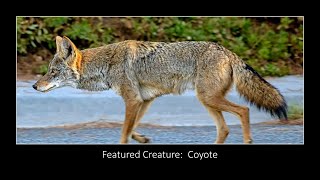 Featured Creature:  The Coyote Information
