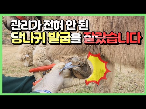 오늘 <strong>염소</strong>(<strong>양</strong>🐑)은 나귀한테 한 대 맞을까요?