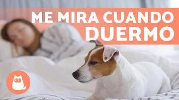 ¿Me protege mi perro mientras duermo?