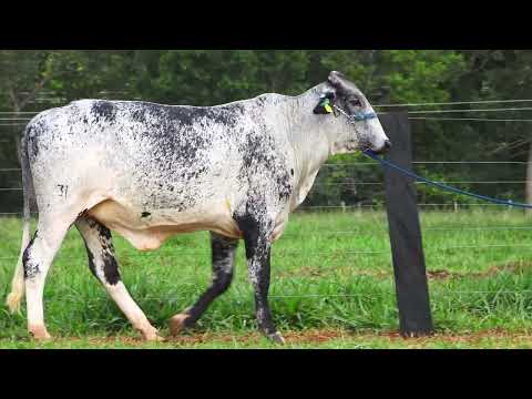 LOTE 04 EGÍPCIA FIV DOC HARDY RANCHO 3 IRMÃOS 7734 CI