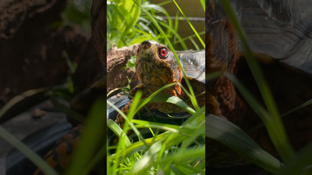 My red-eyed DINOSAUR! 😍🐢 