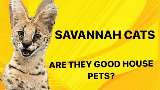 Savannah Cats : The Largest Exotic House Pet. by F1 Savannah Kittens 3,020 views 1 year ago 3 minutes, 17 seconds