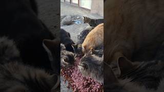 09 Ocak 2026 I Öpek