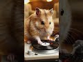 Hamster scratching vinyl record 🤟