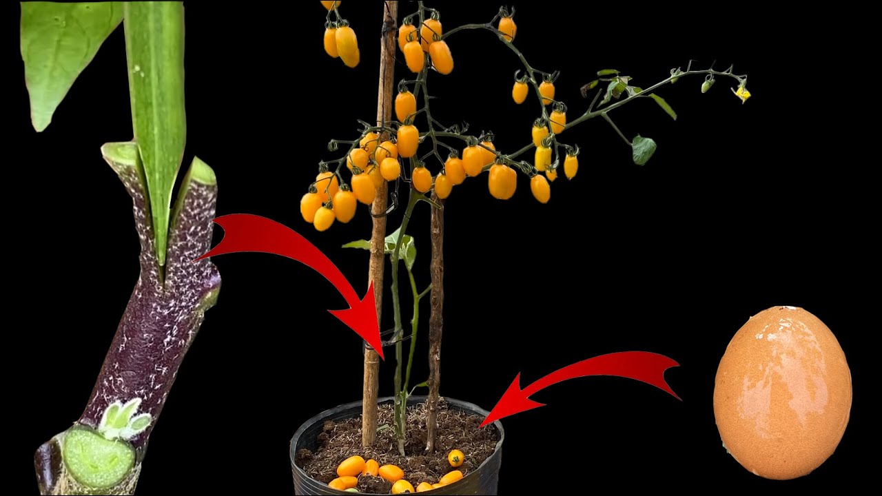 Прививка помидоров на баклажаны, в домашних условиях, высокая урожайность